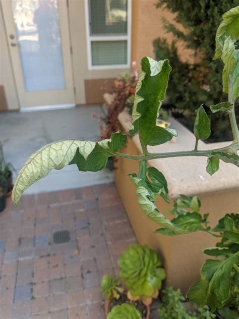 Any Idea Why My Tomato Leaves Would Start Curling Like This Rgardening