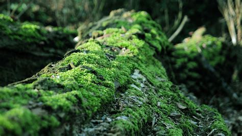 Wallpaper Moss Close Up Forest 1920x1080 Full Hd 2k Picture Image