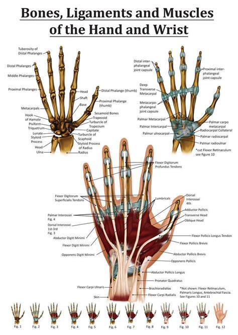 Anatomy Of The Hand And Wrist From The Right Hand Points Out Many