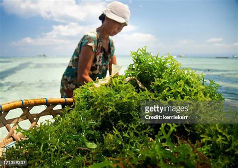 Seaweed Indonesia Photos And Premium High Res Pictures Getty Images