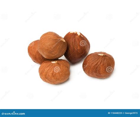 Fresh Hazelnut Isolated Stock Image Image Of Eating