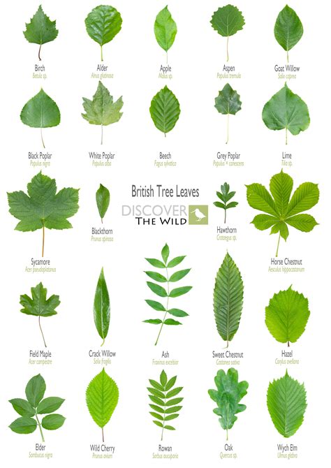British Tree Leaves Sheet Tree Leaf Identification Leaf Identification Tree Identification