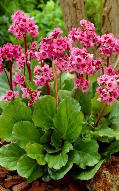 When you are ready to buy partial or full sun flowers for your garden, check out our. Bergenia | Full sun to part shade (H) 12-15" (W) 12" Bloom ...