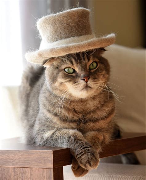 Cat Cowboy Hat Persian Male Cat Wearing A Cowboy Hat Photo Wp42611