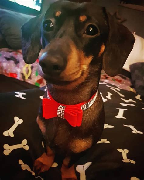 Pin On Funny Dachshund Dogs