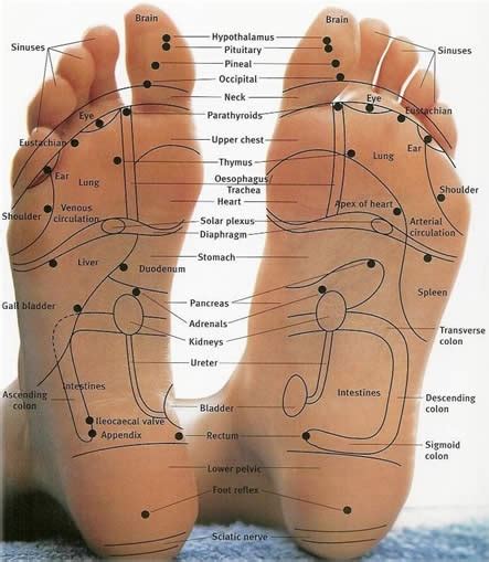 Chinese Foot Reflexology Chart