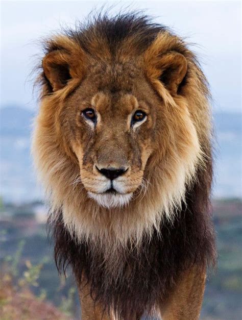 African Male Lion By Cheryl Nestico Male Lion Animals Beautiful Lions