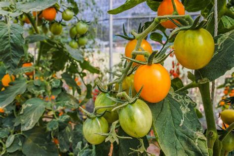 Growing Tomatoes Organically Cultivation Practices Agri Farming