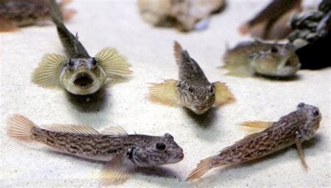 How Has The Invasion Of Round Gobies Affected Upstate Ny Fishing