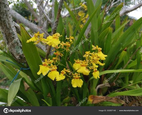 Beautiful Oncidium Altissimum Orchid Growing Tree Trunk Stock Photo By