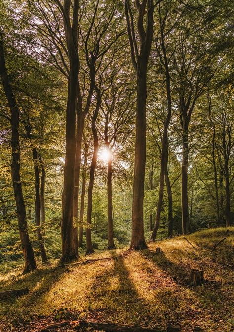 Forest Pictures · Pexels · Free Stock Photos Landscape