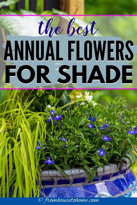 Best Shade Annuals 16 Flowers And Foliage Plants For Shade
