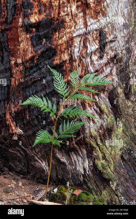 Lake St Clair Australia Alpine Coral Fern Growing At The Base Of A