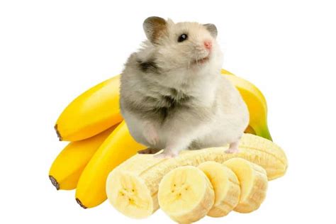 Bananas are on the sweet side, but quite nutritious. Can hamsters eat bananas? The safest hamster treats - The ...