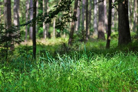Forest Scape In The Summer Stock Photo Image Of Tree 159973984