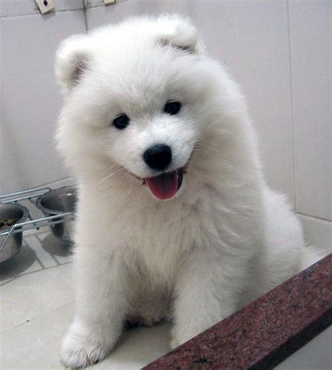 Find samoyed puppy in dogs & puppies for rehoming | find dogs and puppies locally for sale or adoption in canada : Puppies Pictures and Information