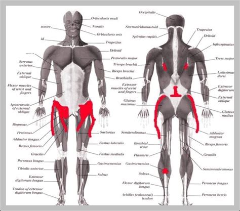 When something injures or puts pressure on the sciatic nerve, it can cause pain in the lower back that spreads to the hip, buttocks, and leg. Anatomy - Page 30 - Graph Diagram