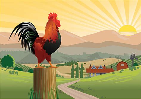 Rooster Sunrise Illustrations Royalty Free Vector Graphics And Clip Art