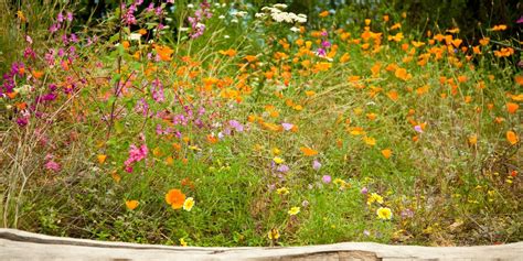 How To Create A Wildflower Meadow In Your Garden Дикие цветы Дизайн