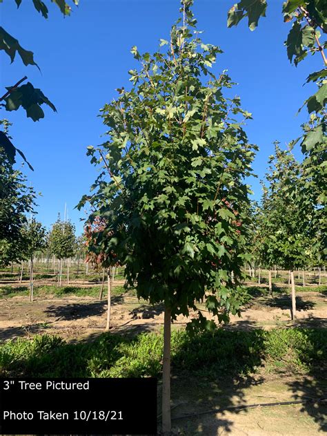 Acer Truncatum Warrenred Goodmark Nurseries