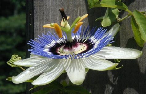 Passion Flower Blooming In Full Sun
