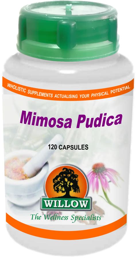 Mimosa Pudica 500mg 120 Capsules Willow Wellness