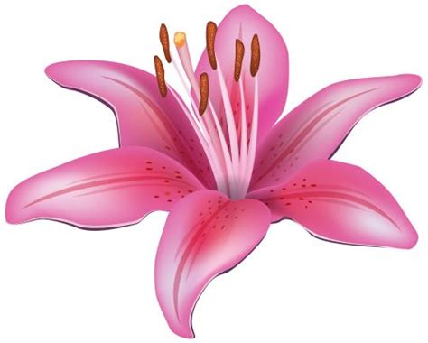 Lilium Stargazer Pink Flower Clip Art Pink Lily Flower Transparent