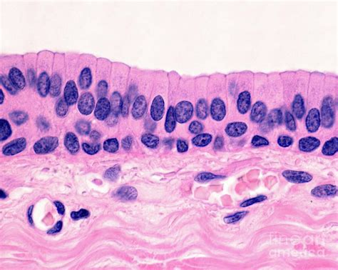 Stratified Columnar Epithelium Photograph By Jose Calvo Science Photo