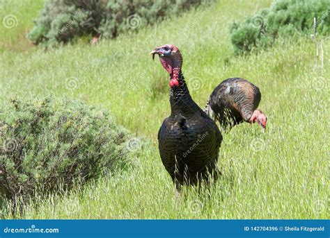 Young Male Turkeys On A Hillside Stock Photo Image Of Feather Brown