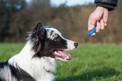 Clicker training for puppies and dogs: Effectively train, teach tricks