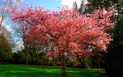 Also known as fruit salad trees, fruit cocktail trees come in a variety of different types, all of which depend on just what kind of fruits there are. Art and graft: one tree bears 40 fruit | Varsity