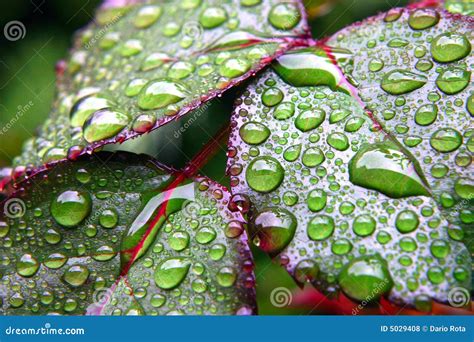 Green Dew Wet Leaves Stock Photo Image Of Farm Plant 5029408