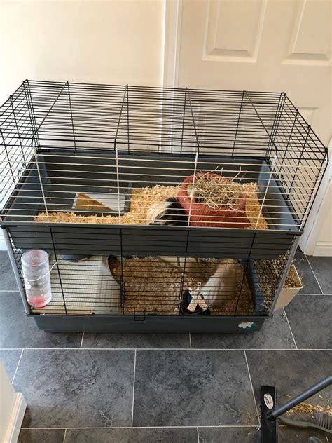 Two Male Guinea Pigs Plus Two Tier Indoor Cage In Plymouth Devon