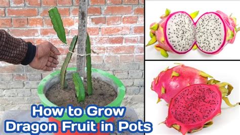 How To Grow Dragon Fruit At Home How To Grow Dragon Fruit In Pots