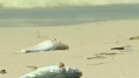 Crews Hit Pinellas County Beaches For Red Tide Cleanup Youtube