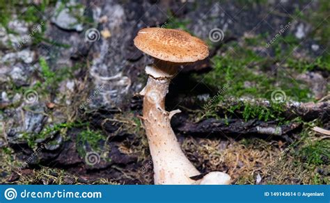 Edible Mushroom Agaric Honey Fungus Or Armillaria Mellea Cluster