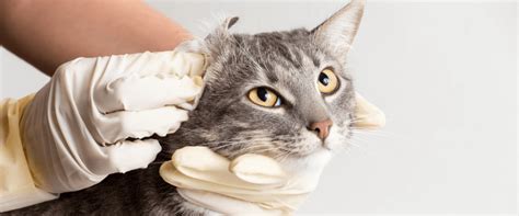 How To Tell If Your Cat Has An Ear Infection