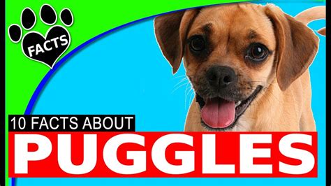 Designer Dogs 101 Puggle Dogs 10 Facts Information Most Popular Dog