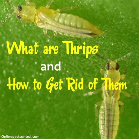 What Are Thrips And How To Get Rid Of Them Bug Control Insect Control