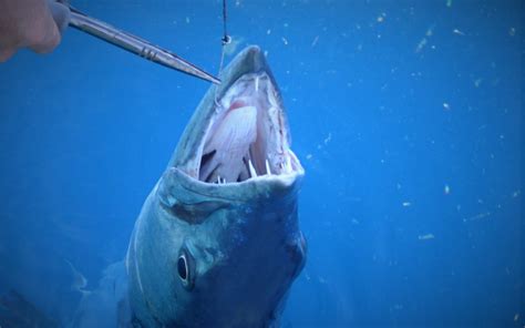 Any of a genus (sphyraena of the family sphyraenidae) of elongate predaceous often large bony fishes of warm seas that includes food and sport fishes as well as some forms frequently causing ciguatera poisoning. Barracuda - Fishing Charters In Key West