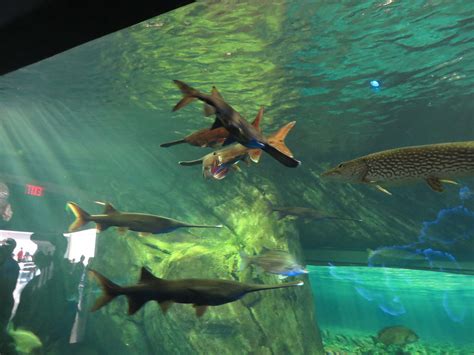 Ripleys Aquarium Of Canada Toronto Ontario Ripleys Aqu Flickr