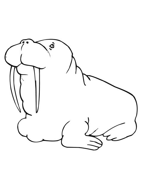 Free Walrus Coloring Pages Coloring Pages