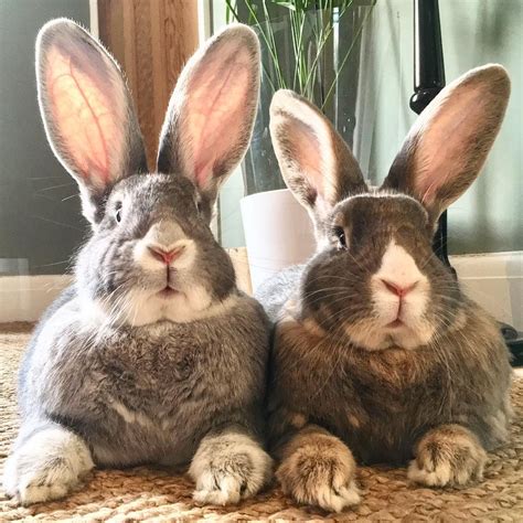 Carrots Ok Now We Are Listening Hooman We Are All Ears 🐰🥕🙈