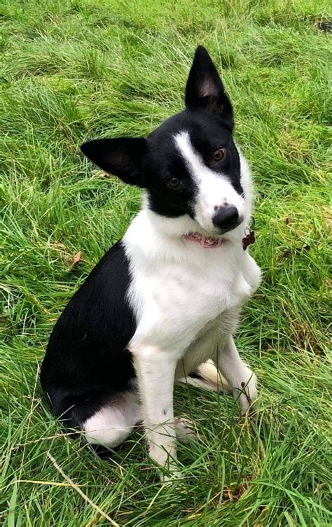 Border collie dog border collie summer collie border collie with playing border collie isolated border collie vacation border collie sitting happy border collie border collie black background border collie portrait. Smooth Border Collie girl | Spalding, Lincolnshire ...