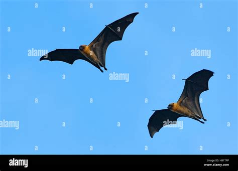 Seychelles Flying Fox Pteropus Seychellensis Pair Flying Aldabra