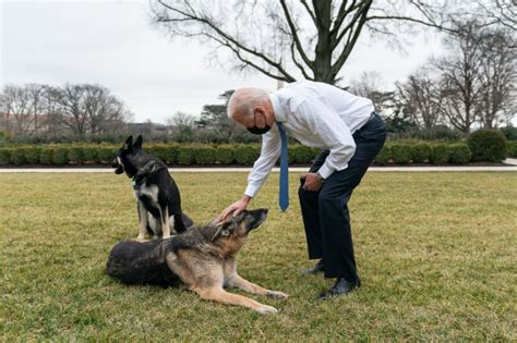 Adiós A La Casa Blanca Los Perros Del Presidente Biden Se