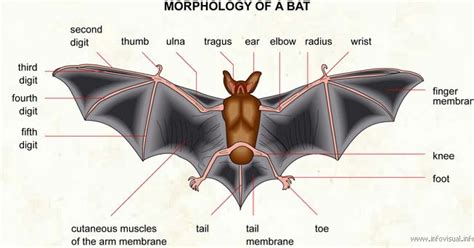 Ordo Chiroptera