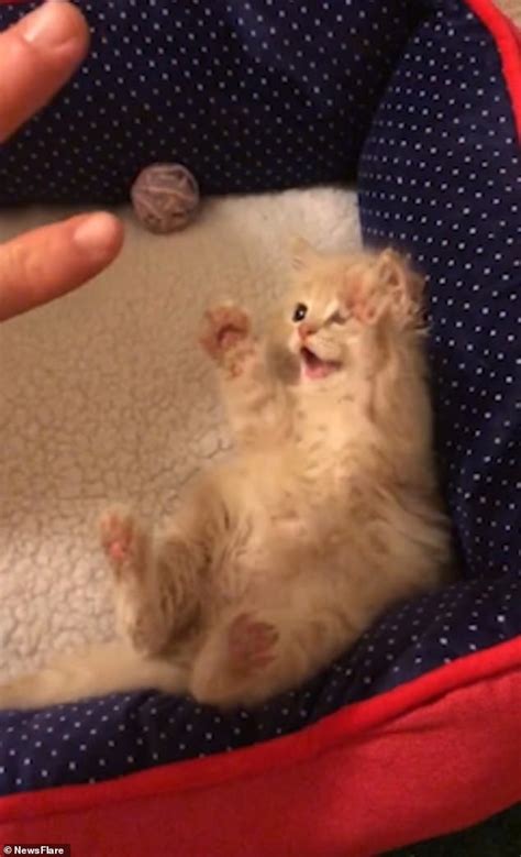 Tiny Kitten Throws Its Paws In The Air To Mimic Carers Hand Movements