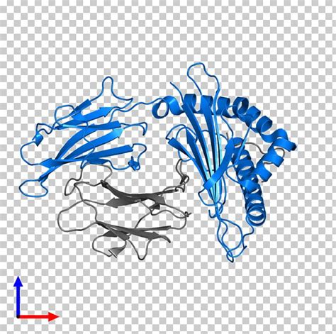 Beta 2 Microglobulin Human Leukocyte Antigen Mhc Class I Transmembrane Protein Png Clipart