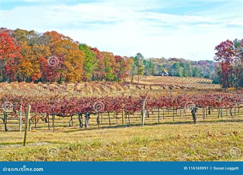 Colorful Autumn Vineyard Landscape Stock Image Image Of Growing